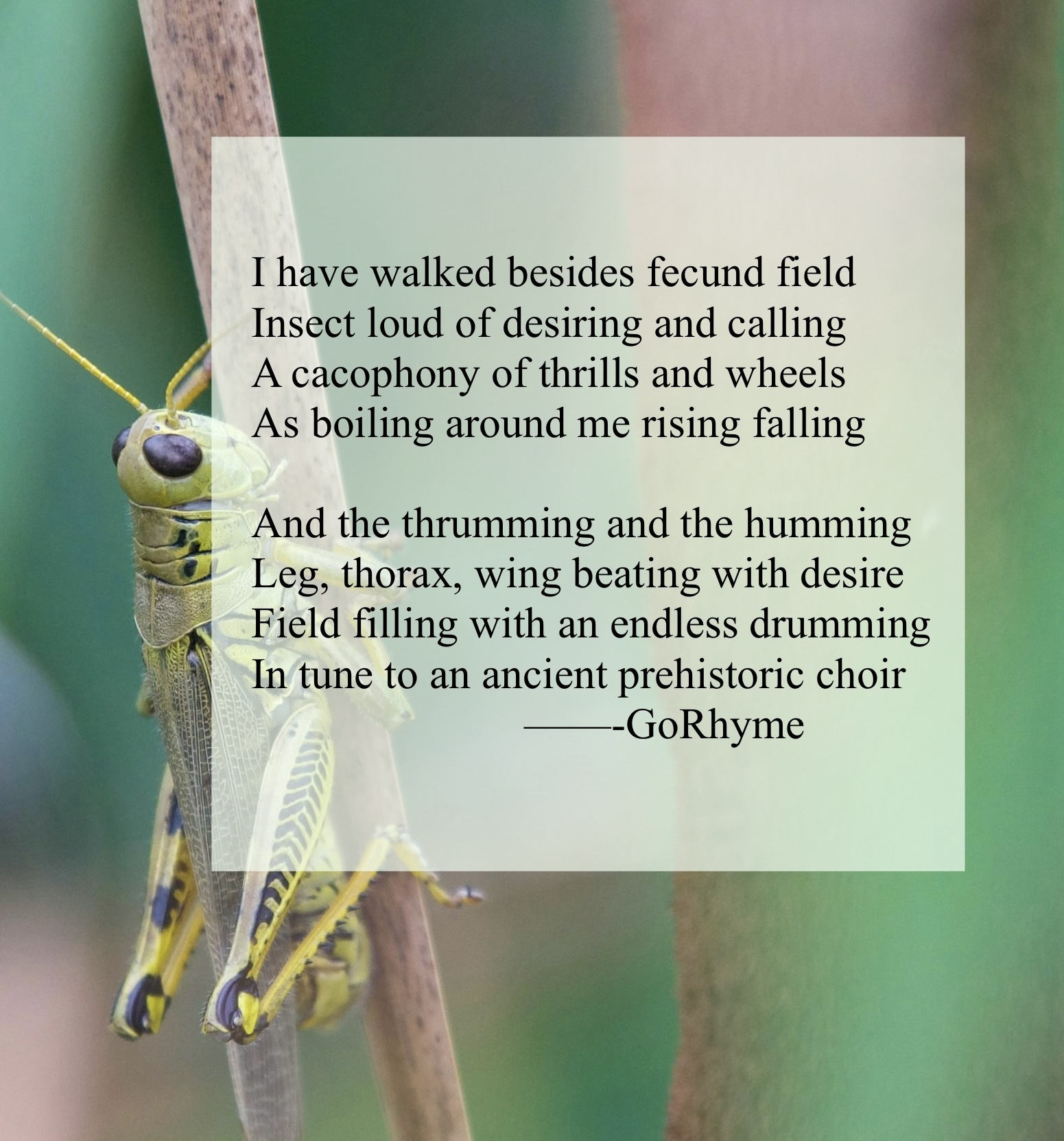 Poetry by Kelly Gray